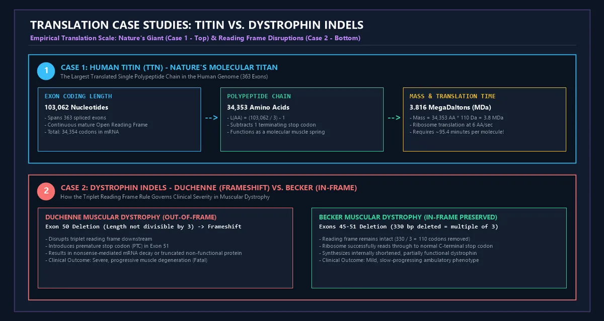 Translation Case Studies: Titin vs Dystrophin Indels